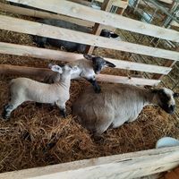 Schafe junge Stall stehend